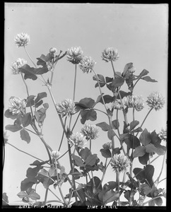 Trifolium hybridum