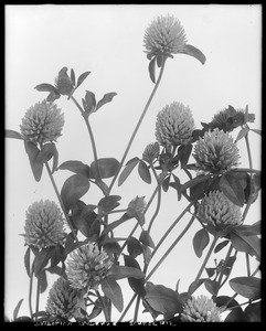 Trifolium pratense