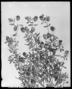 Trifolium agrarium, Trifolium procumbens