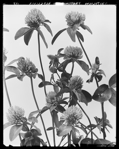 Trifolium pratense