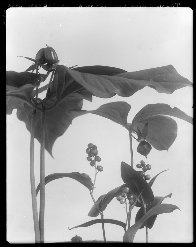 Trifolium erectum, Trifolium cernuum, Maianthemum canadense