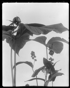 Trifolium erectum, Trifolium cernuum, Maianthemum canadense