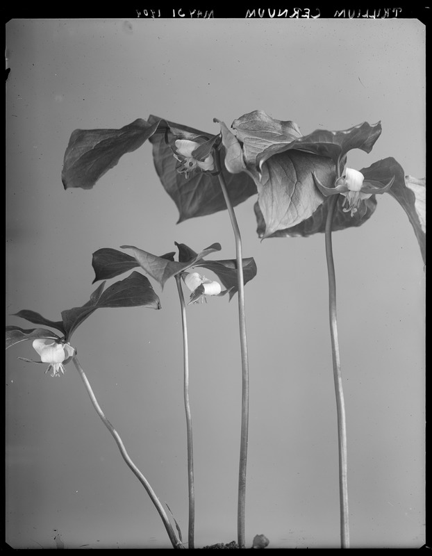 Trifolium cernuum