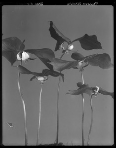 Trifolium cernuum