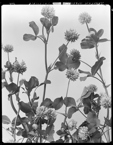 Trifolium hybridum