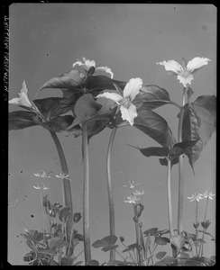 Trillium undulatum, Coptis trifolia