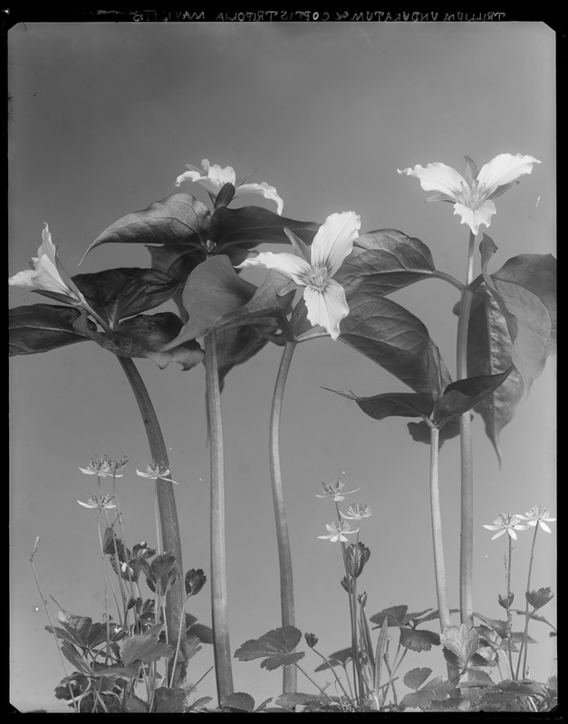 Trillium undulatum, Coptis trifolia