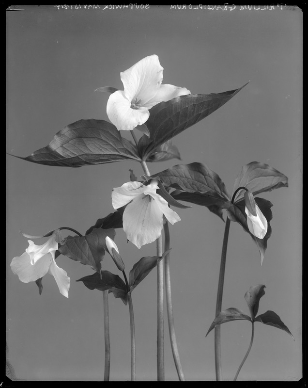 Trifolium grandiflorum