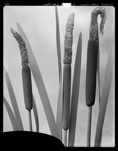 Typha latifolia