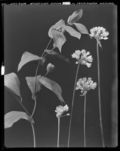 Allium tricoccum, Uvularia grandiflora