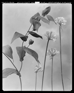 Uvularia grandiflora, Allium tricoccum