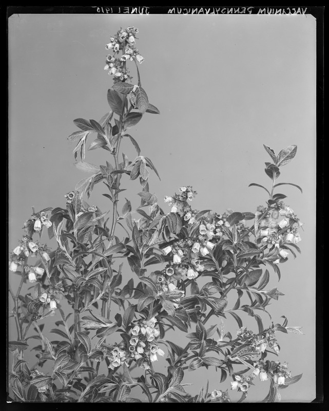 Vaccinium pennsylvanicum