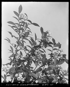 Vaccinium pennsylvanicum