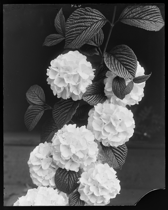 Japanese Hydrangea?