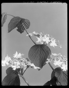 Viburnum alnifolium