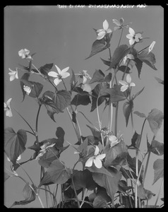Viola canadensis