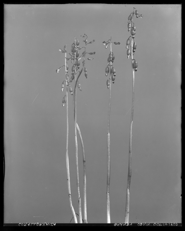 Corallorhiza odontorhiza