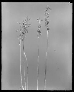 Corallorhiza odontorhiza