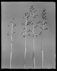 Corallorhiza maculata