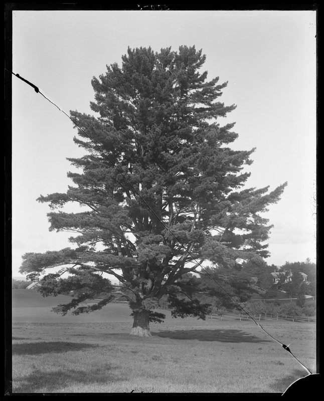 Pinus strobus