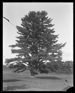 Pinus strobus