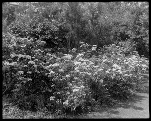 Kalmia latifolia