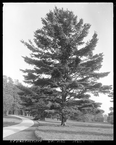 Pinus strobus