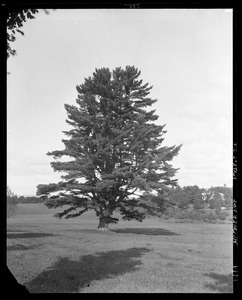 Pinus strobis