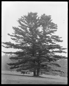 Pinus strobis