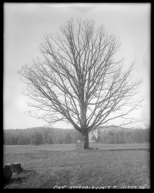 Quercus macrocarpa