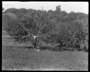 Apple orchard scene