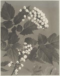 309. Actaea alba, white baneberry