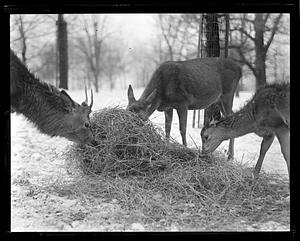 Three deer