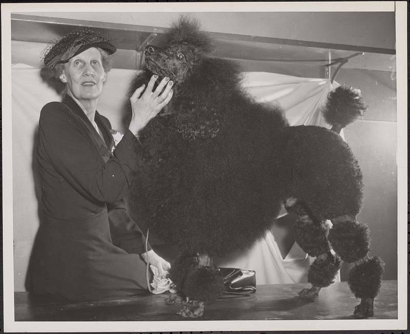 Boston dog best standard poodle