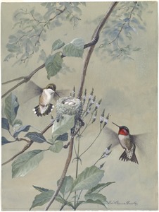 Plate 54: Ruby-throated Hummingbird