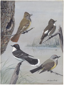 Plate 55: Crested Flycatcher, Olive-sided Flycatcher, Kingbird, Arkansas Kingbird