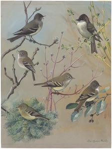 Plate 56: Wood Pewee, Phoebe, Least Flycatcher, Acadian Flycatcher, Alden Flycatcher, Yellow-bellied Flycatcher