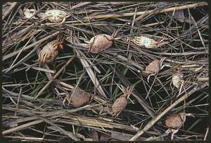 Dead baby crabs - hatching grounds - North River Marshes at Scituate