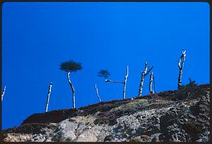 Broken tree trunks standing on slope of hill, likely California