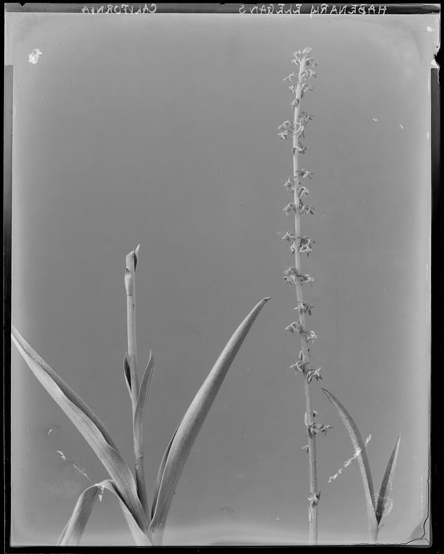 Habenaria elegans