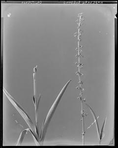 Habenaria elegans