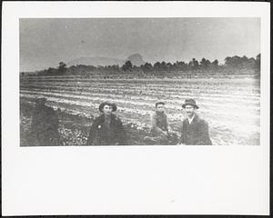 Four individuals in an onion field in East Whately