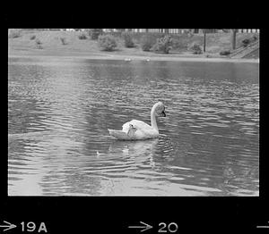 Swan at Bartlett Mall