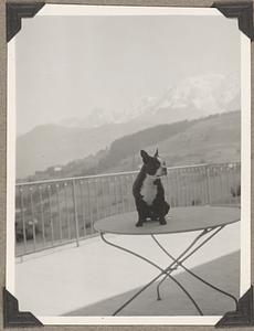 A Boston terrier sits on a table