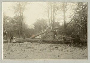 Children exploring a fallen tree, Imperial Royal Institute for the Education of the Blind, Vienna