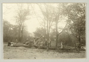 Children exploring a fallen tree, Imperial Royal Institute for the Education of the Blind, Vienna