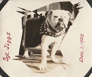 Bulldog named "Sgt. Jiggs"