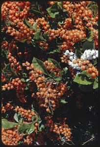 Bush with berries