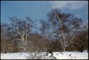 Winter scene of trees and plants, Arnold Arboretum