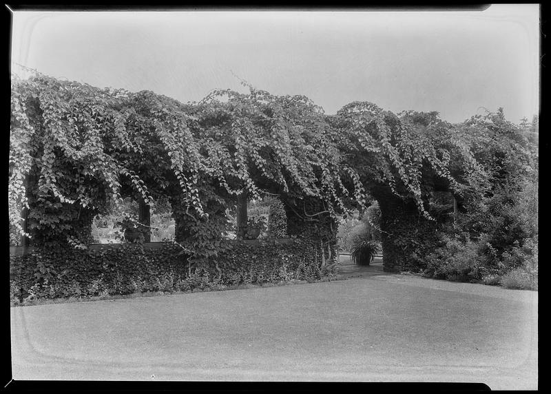 Actinidia arguta trailing over west pergola, Mrs. Auchincloss' garden